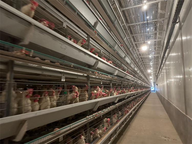 1698370168479452.jpg 6.jpg